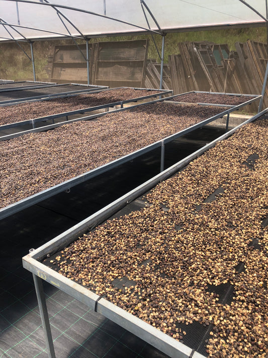 Die Welt des costaricanischen Specialty Coffees